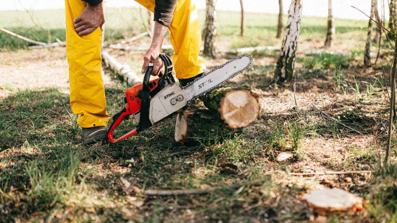 Emergency Storm Tree Removal in Washington, IL